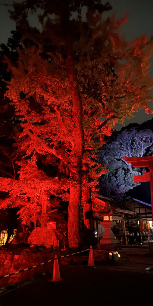 Trees lit up in bright red to immitate Autumn leaves. You can also see the shrine gate.