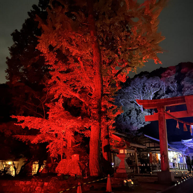 Trees lit up in bright red to immitate Autumn leaves. You can also see the shrine gate.