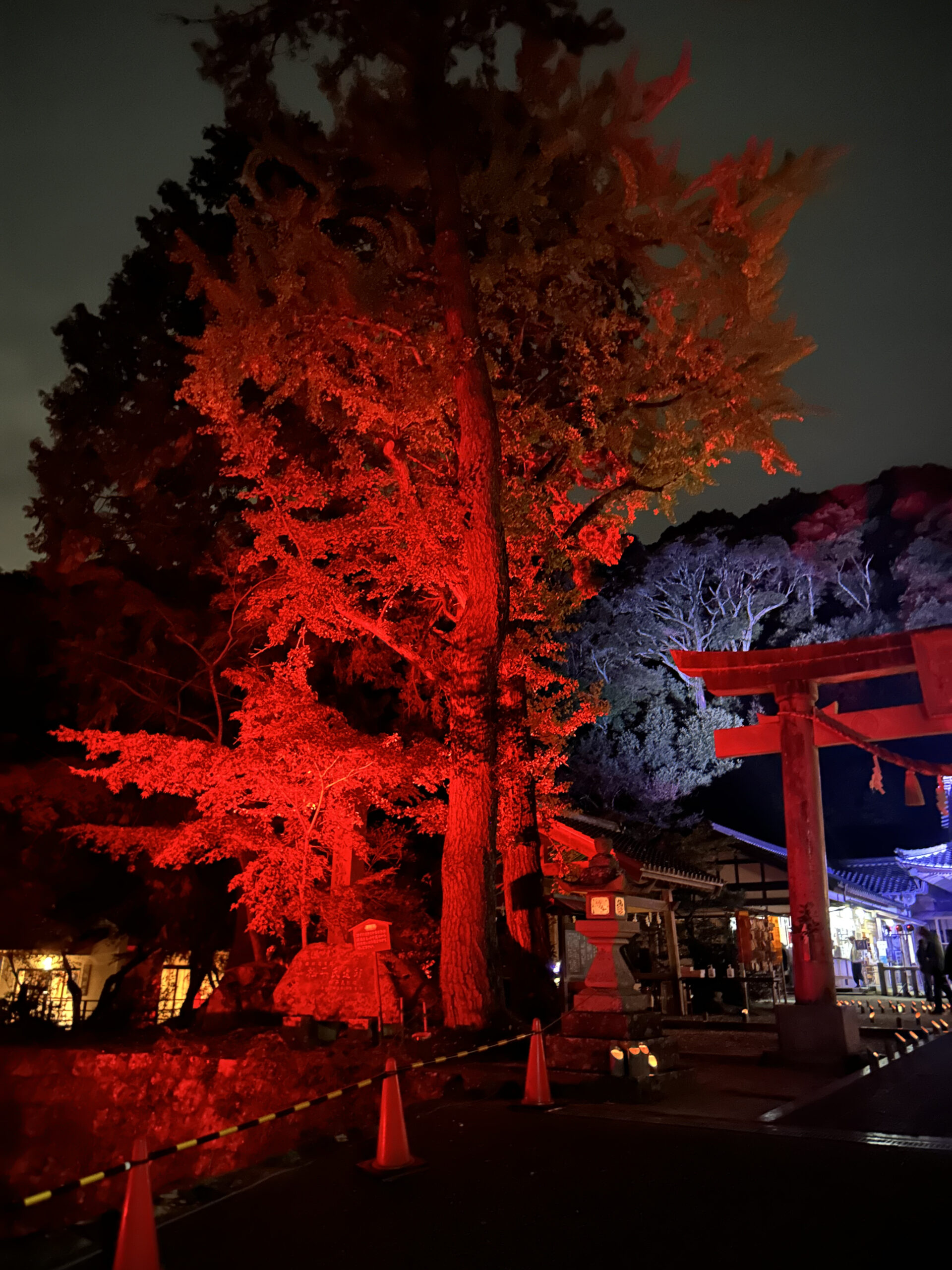 UAE Road Cats And The Red Foliage Of Japan.